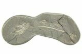 Fossil Capelin Fish (Mallotus) Nodule - Canada #242454-1
